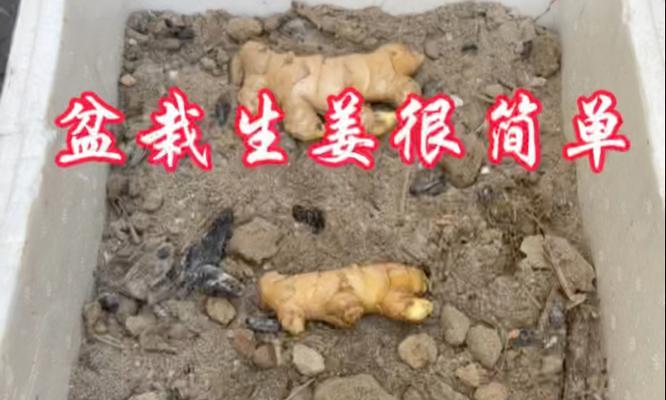 阳台种植生姜的技巧是什么？如何让生姜长得更好？