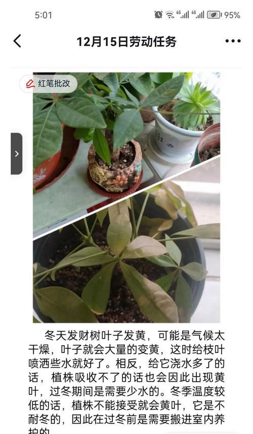 发财树叶子干黄是什么原因？如何解决？