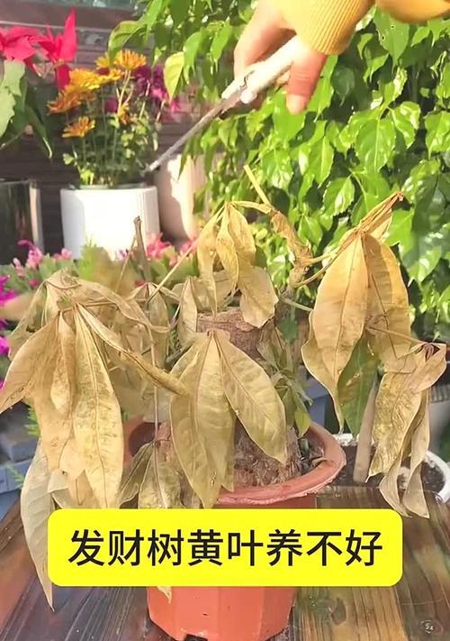 发财树叶子干黄是什么原因？如何解决？