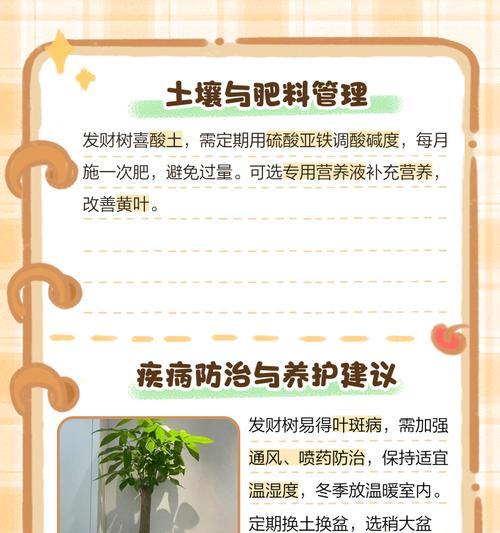 发财树叶子干黄是什么原因？如何解决？