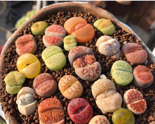 石生花适合用什么盆栽？如何正确种植？