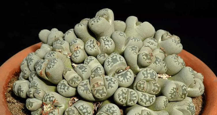 石生花适合用什么盆栽？如何正确种植？