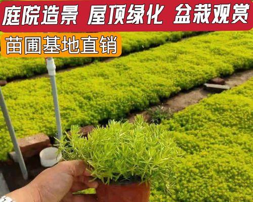 房顶适合种植哪些植物？
