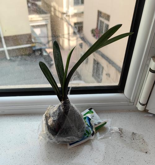 哪种君子兰品种最适合室内？