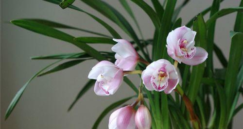 九子大花蕙兰是什么植物？