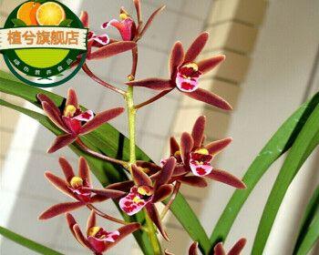 九子大花蕙兰是什么植物？