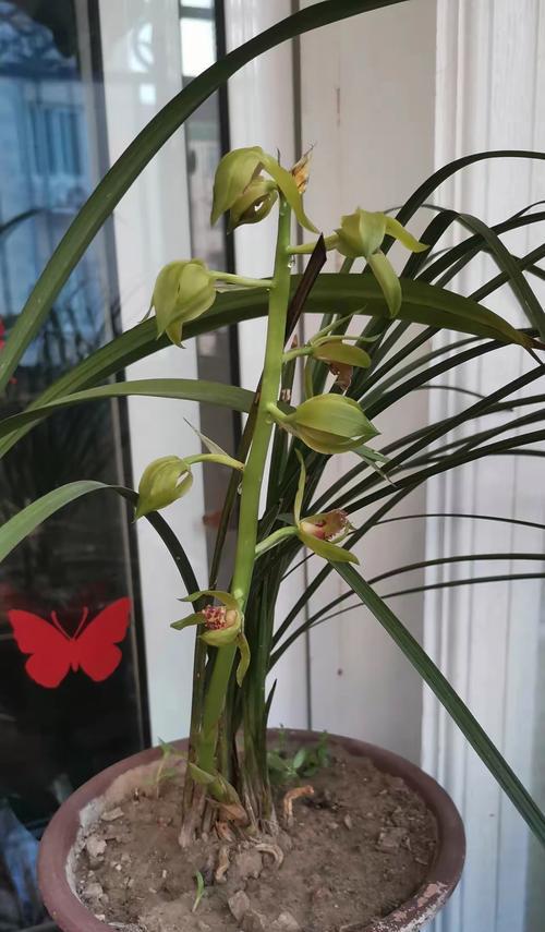 九子大花蕙兰是什么植物？