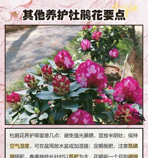 杜鹃花土壤配制方法是什么？配土比例是多少？