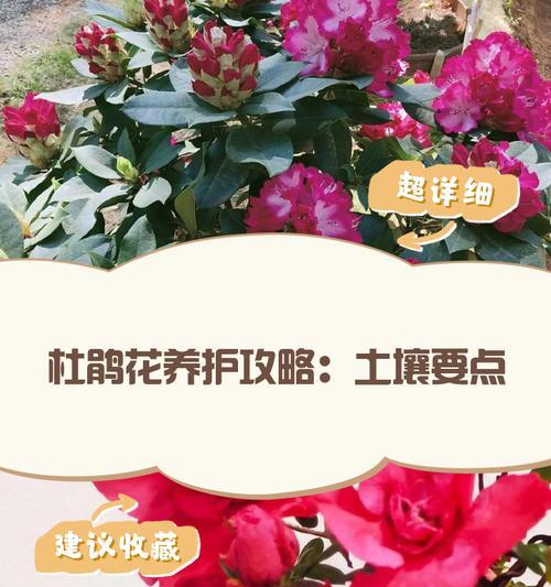 杜鹃花土壤配制方法是什么？配土比例是多少？