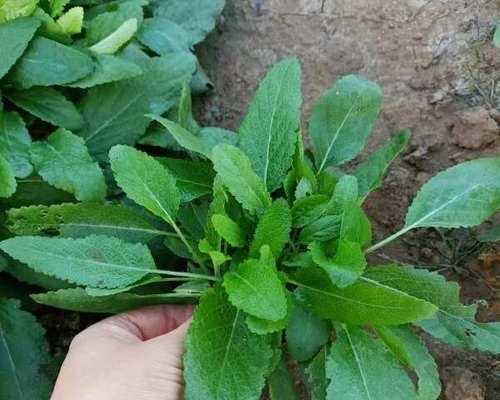 金光菊品种特性？如何种植？