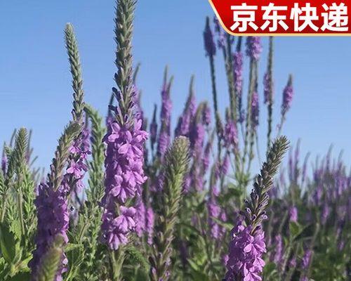 金光菊品种特性？如何种植？