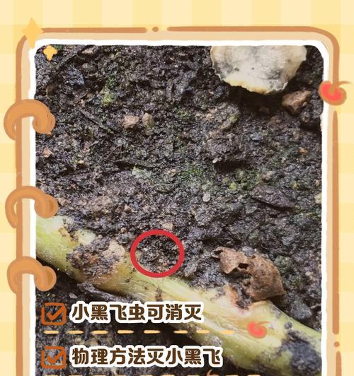 花飞虫的防治方法有哪些？如何有效处理？