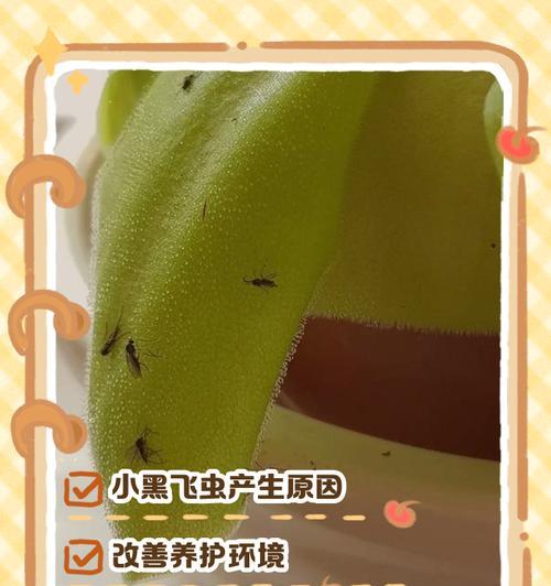 花飞虫的防治方法有哪些？如何有效处理？