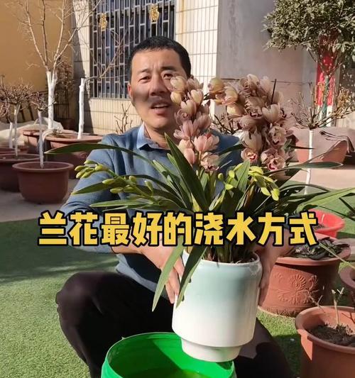 兰花浇水的正确方法和频率是什么？