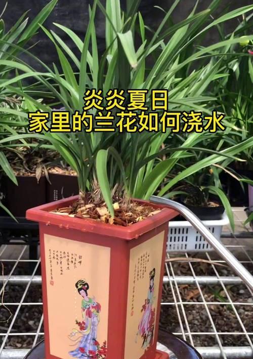 兰花浇水的正确方法和频率是什么？