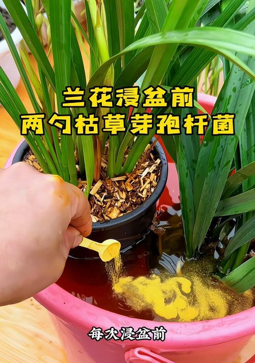 兰花浇水的正确方法和频率是什么？