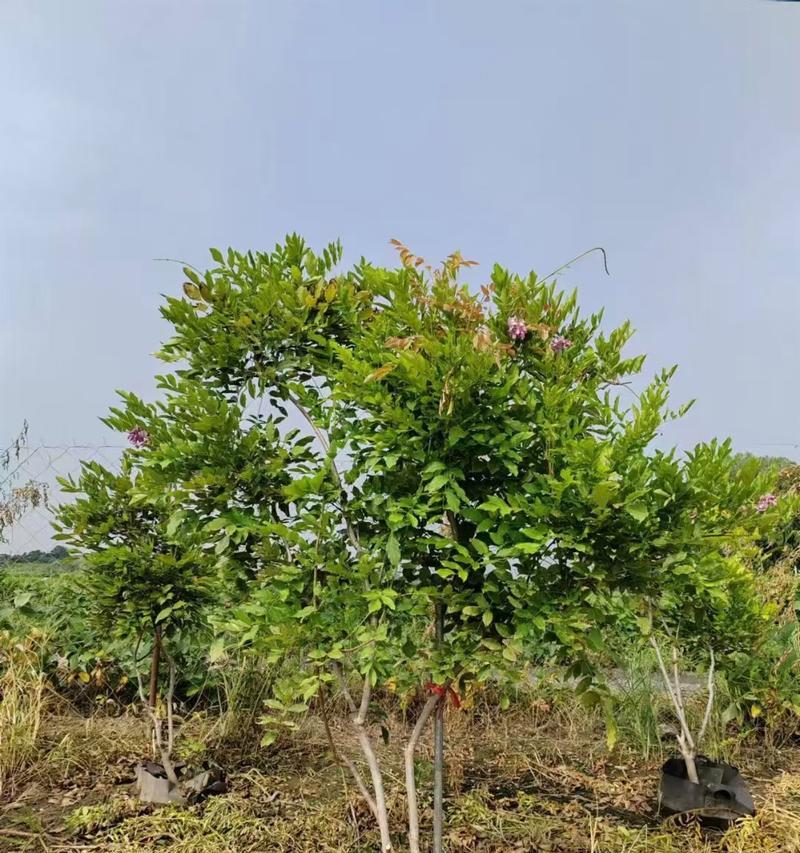 紫藤的养护技巧是什么？如何养好紫藤？