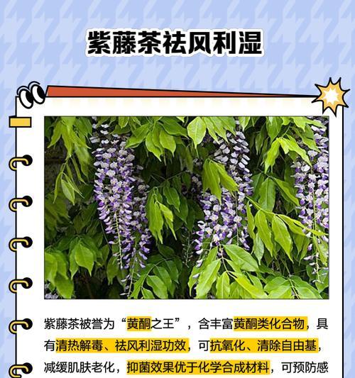 紫藤的养护技巧是什么？如何养好紫藤？