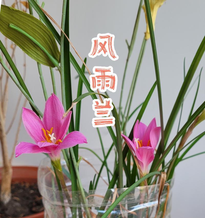 韮兰的养殖技巧和常见问题有哪些？
