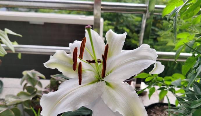百合花开花后如何继续养护？有哪些注意事项？