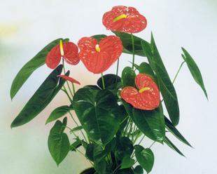 水培红掌不开花的解决策略是什么？