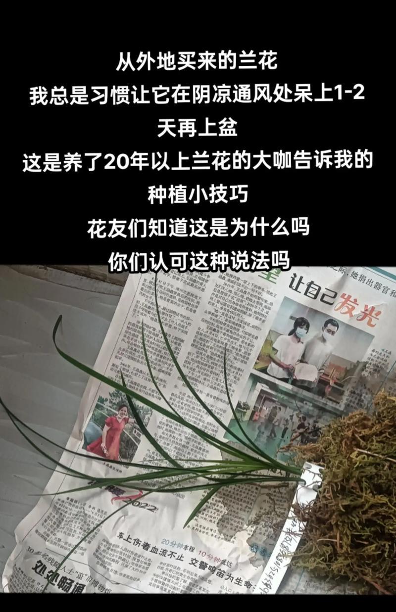 秋天兰花的养殖注意事项是什么？