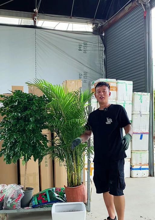 散尾竹分株方法是什么？