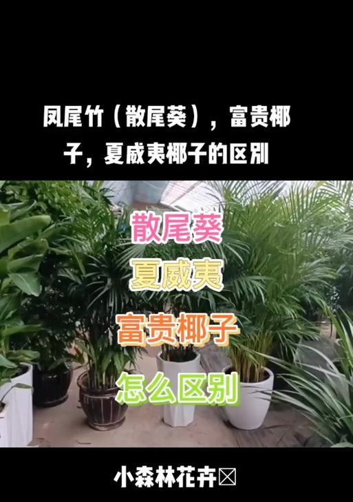 散尾竹分株方法是什么？