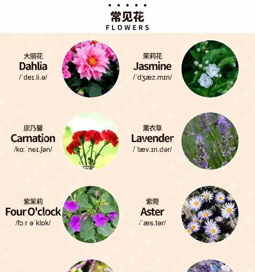 银脉爵床的养护方法是什么？
