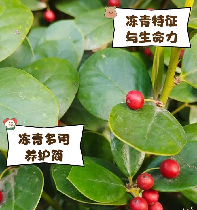 冬青属于哪一类植物？