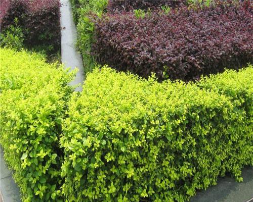 冬青属于哪一类植物？