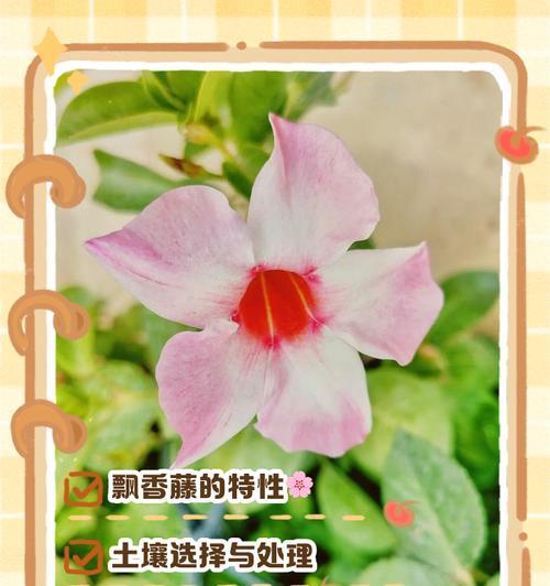 哪种植物是香藤？香藤的特性及其用途是什么？