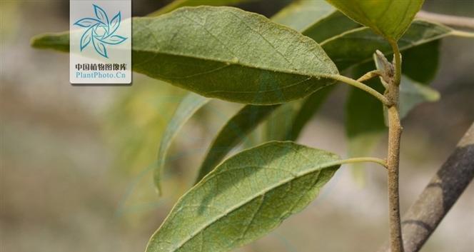 哪种植物是香藤？香藤的特性及其用途是什么？