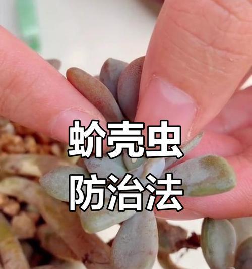 家中植物出现蚧壳虫的原因及防治方法？