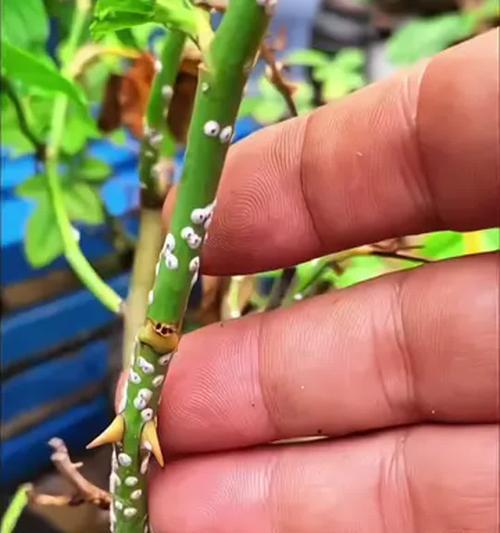 家中植物出现蚧壳虫的原因及防治方法？