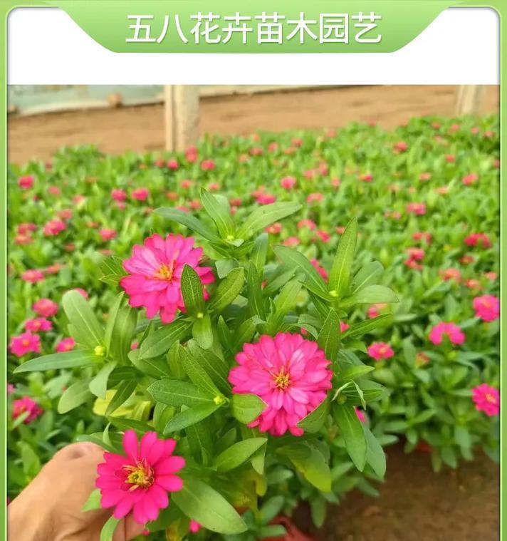 步步高花的种类和特点是什么？