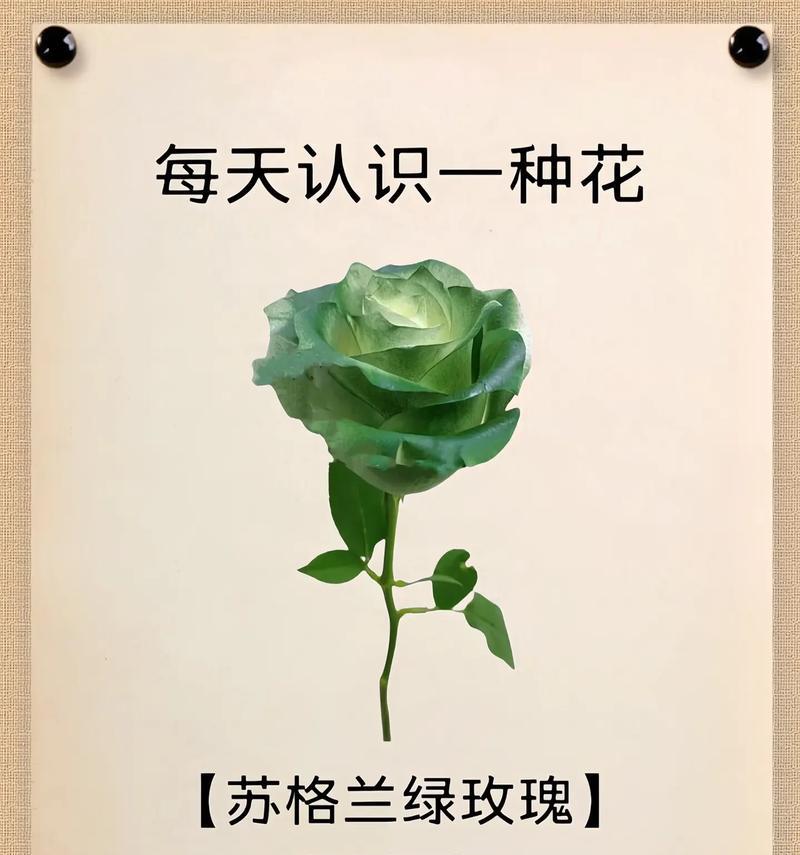 虹之玉化水后如何抢救？