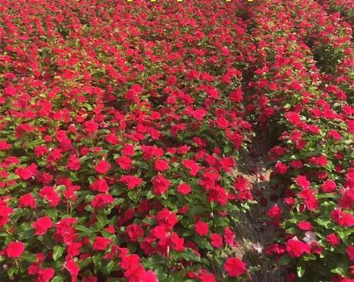 日日春的种植步骤是什么？