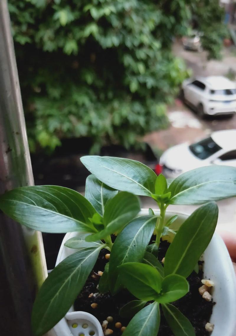 日日春的种植步骤是什么？
