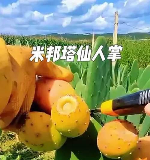 米邦塔仙人掌养殖方法是什么？