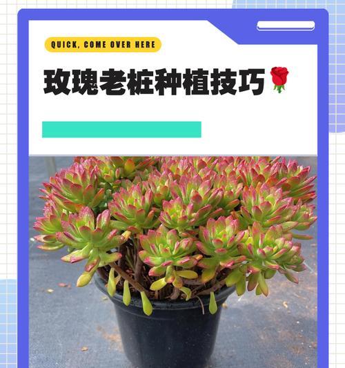 玫瑰枝条的种植和护理方法是什么？