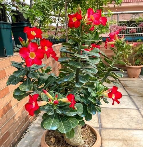 玫瑰枝条的种植和护理方法是什么？