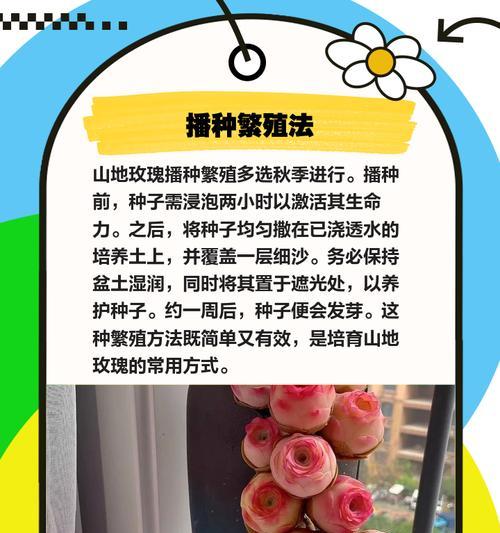 玫瑰枝条的种植和护理方法是什么？