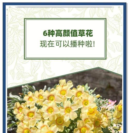现在种植哪种草花最合适？