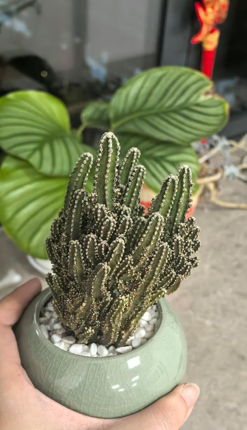 仙人掌万重山的养护要点是什么？如何避免根部腐烂？