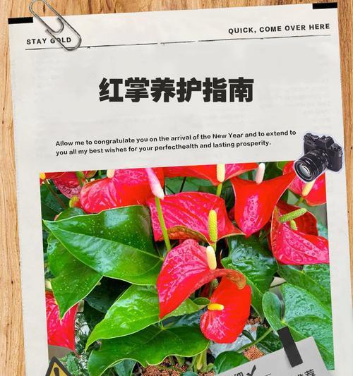 水养红掌的养护要点有哪些？