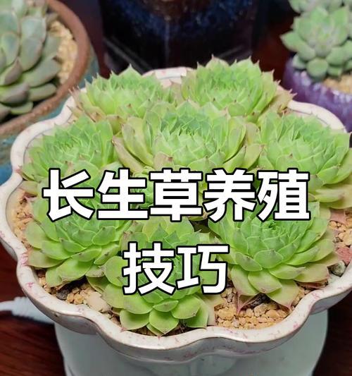长生草品种有哪些？长生草品种的种植和养护技巧是什么？