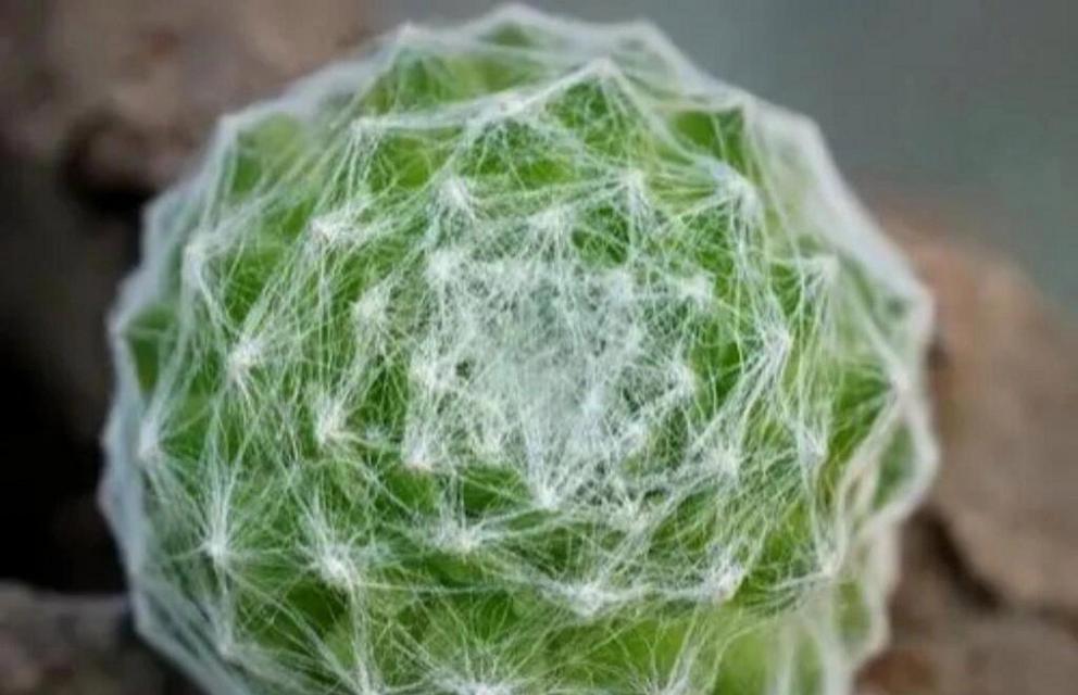 长生草品种有哪些？长生草品种的种植和养护技巧是什么？