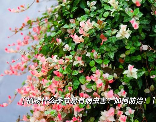 花卉常见的病虫害有哪些？如何防治？
