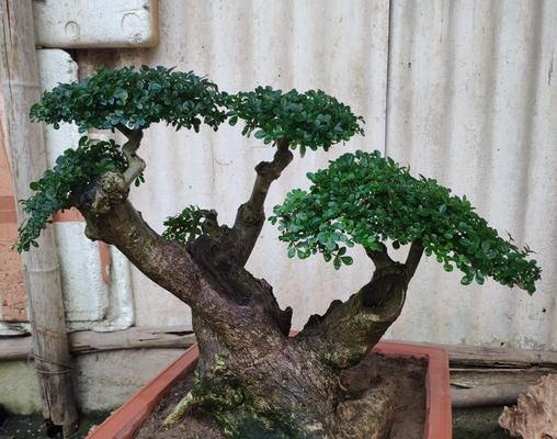 对节白蜡盆景养殖要点？